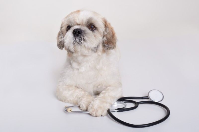 pekingese-dog-with-stethoscope-isolated-1